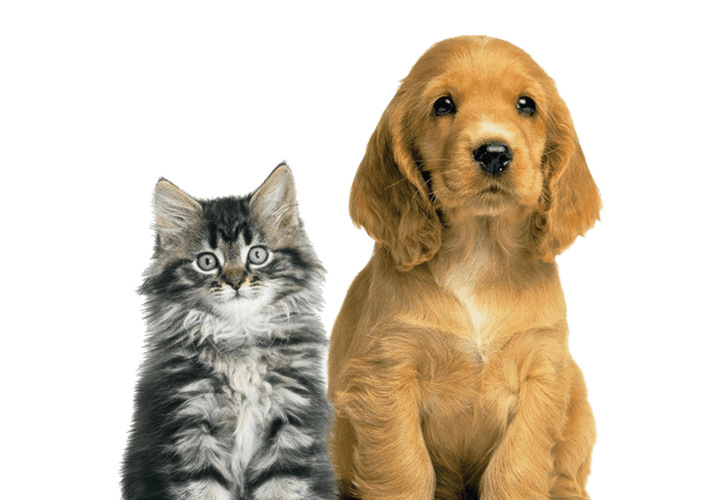 cat and dog