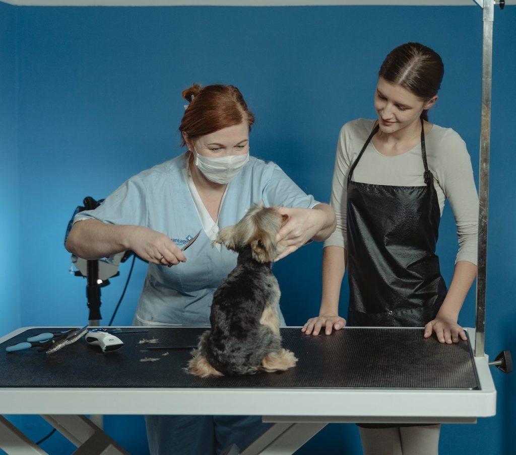 How Professional Dog Groomers Work.