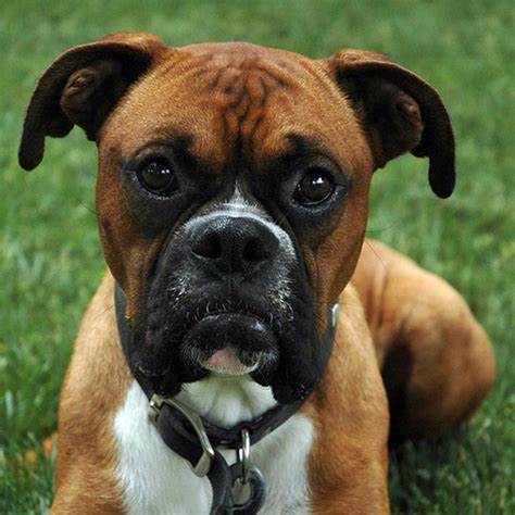 Unravelling the Boxer Dog Breed