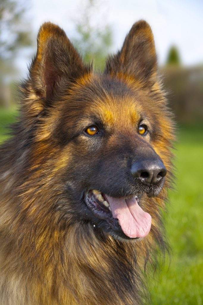 Long-Haired Breeds