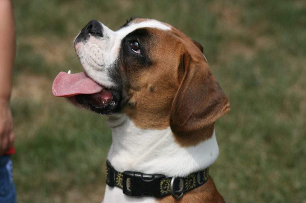 Understanding the Boxer’s Temperament