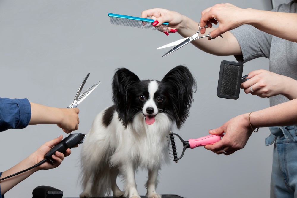 A set of grooming tools arranged neatly.