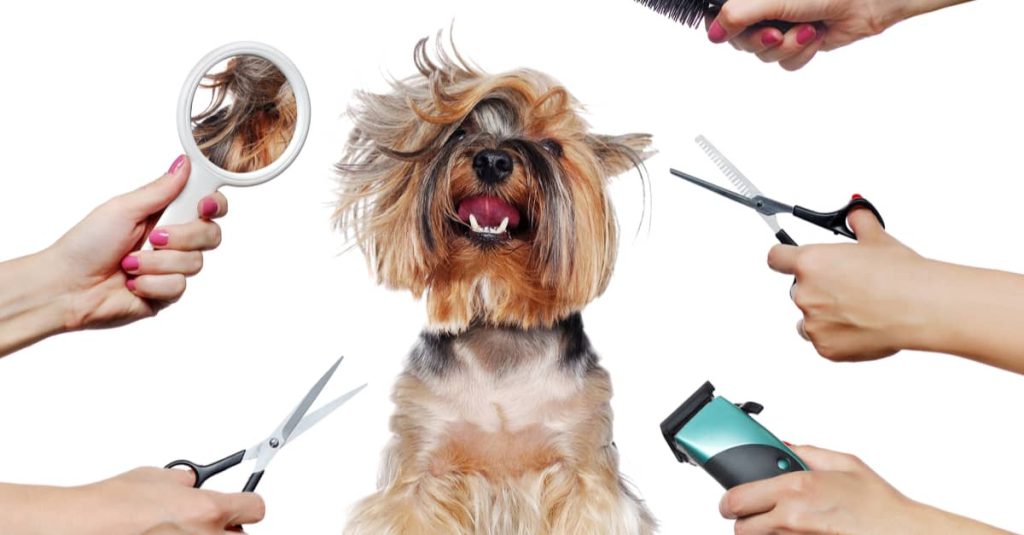 Essential Tools for Dog Grooming