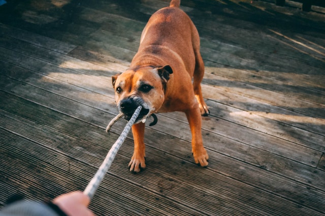 Can Boxers be aggressive?