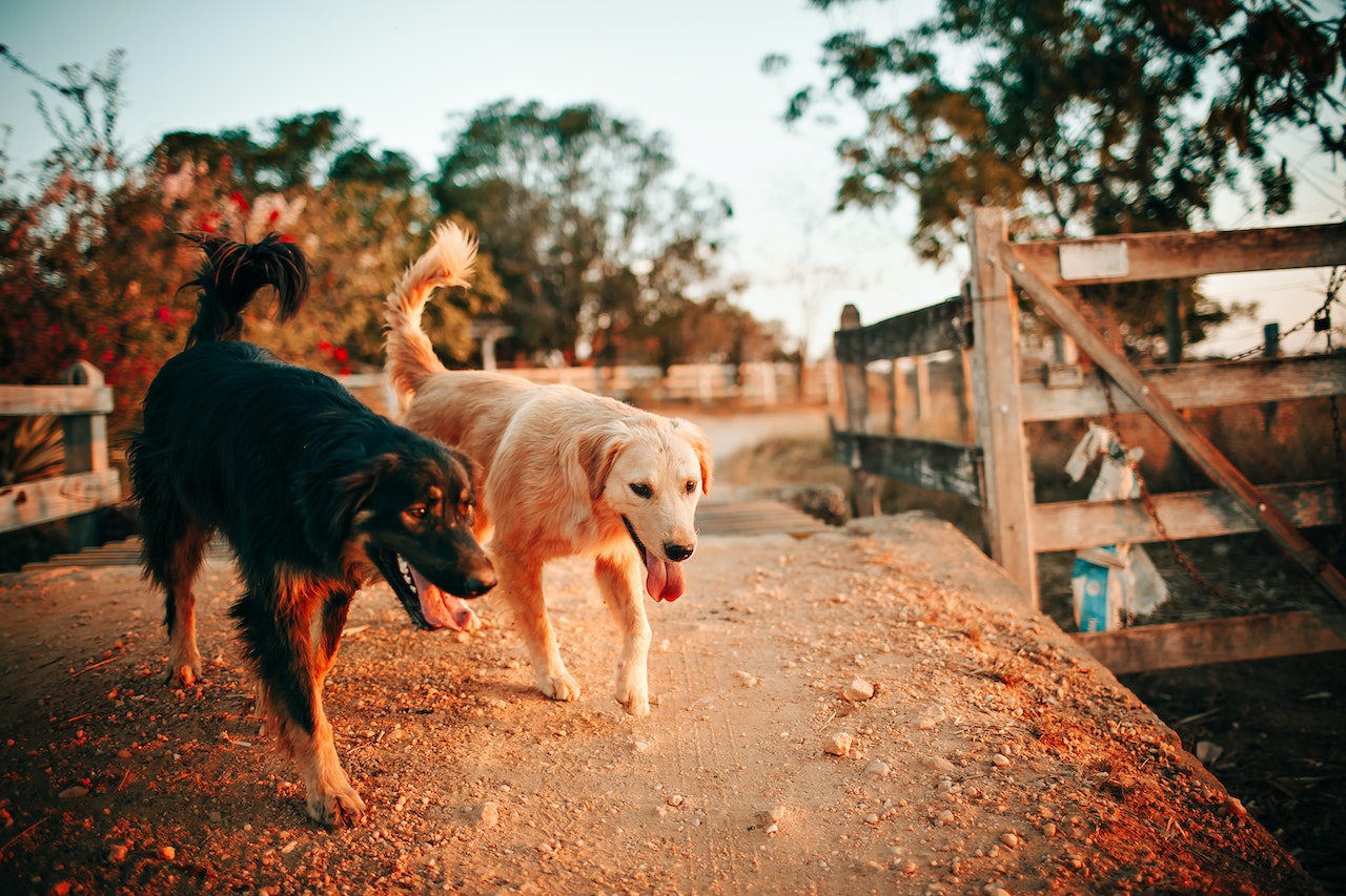 Can You Board A Dog In Heat?