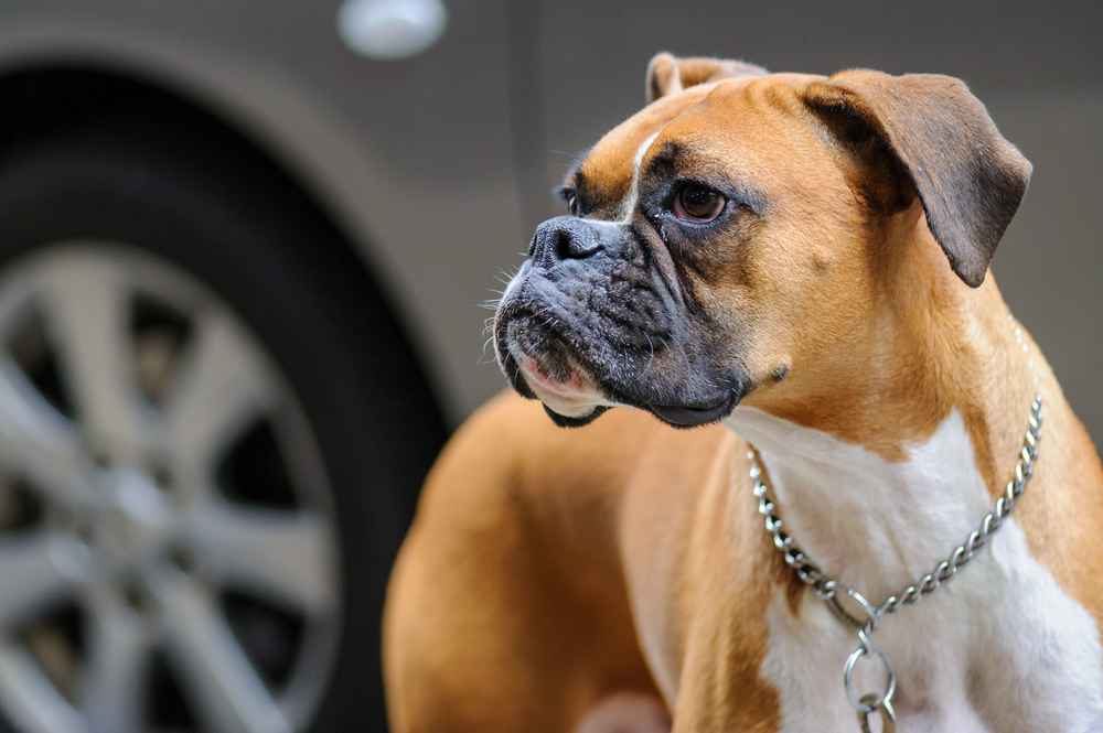 Boxer Dog