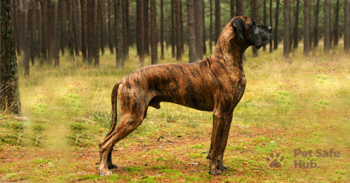 Why Are Brindle Dogs Unpopular