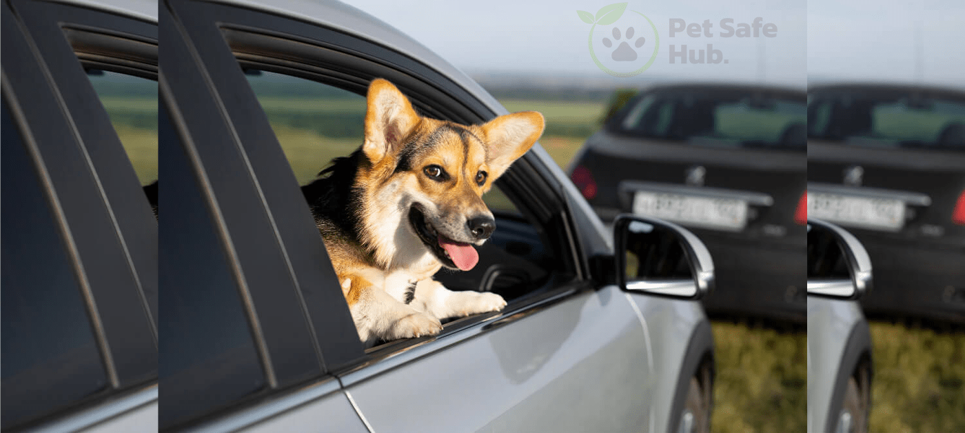 Why Dogs Poop In A Car