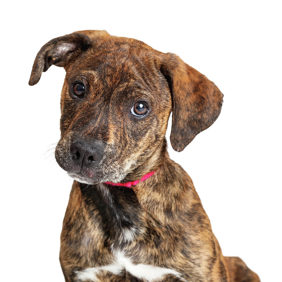 Brindle Dogs Puppy