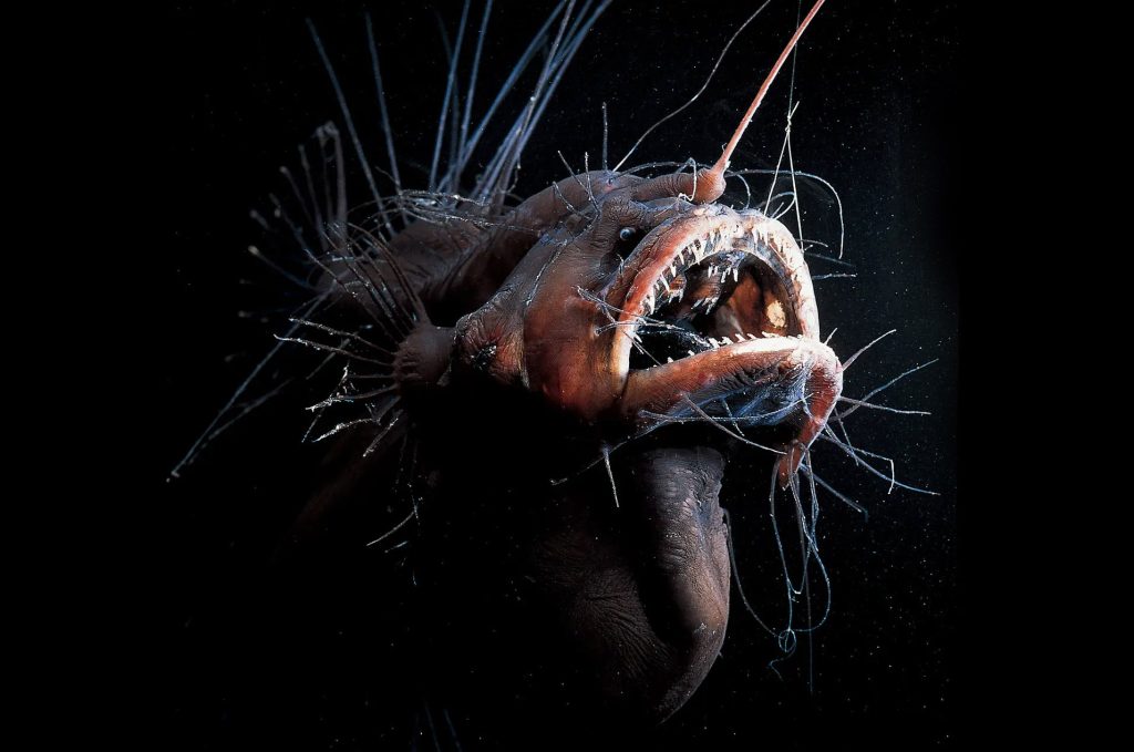 ANGLERFISH-Unusual Animals