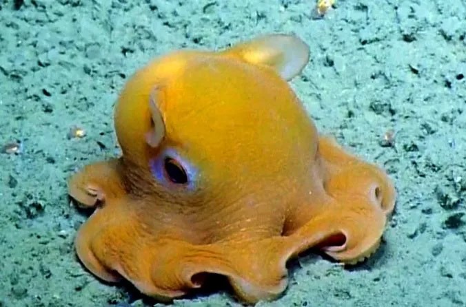 Dumbo Octopus