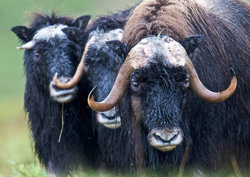 Muskox