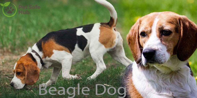 Why Beagles Are The Worst Dogs?