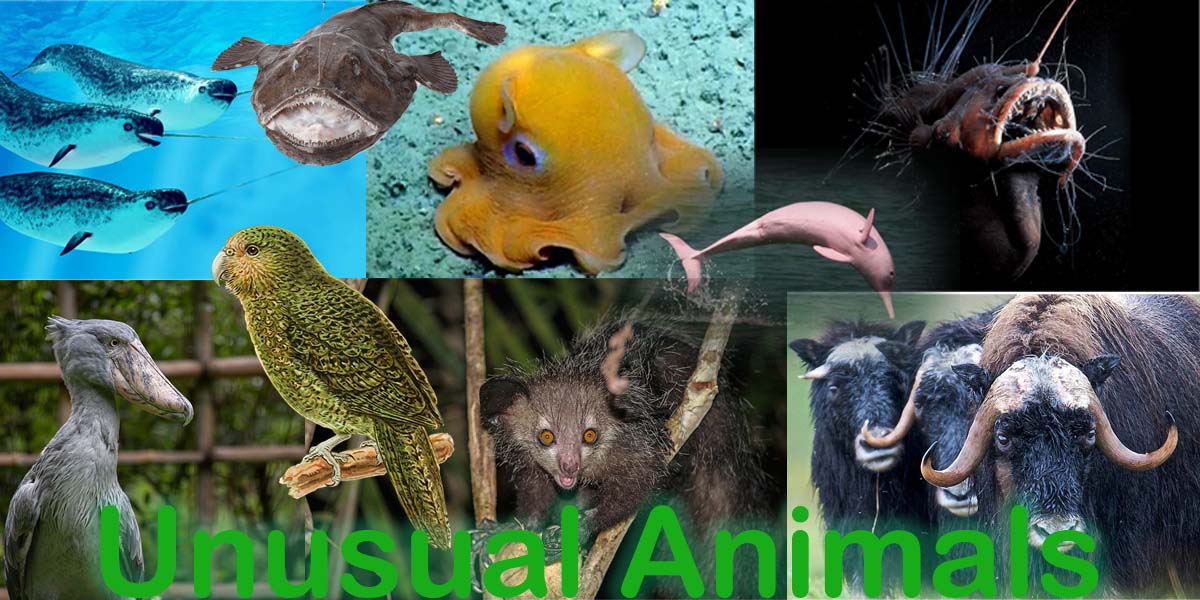 Unusual Animals: A Fascinating Journey Into The World Of Bizarre Creatures-8 Stranges