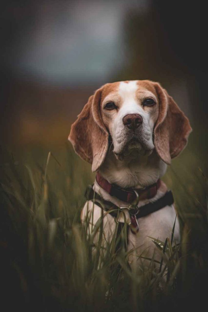 Beagle Breed