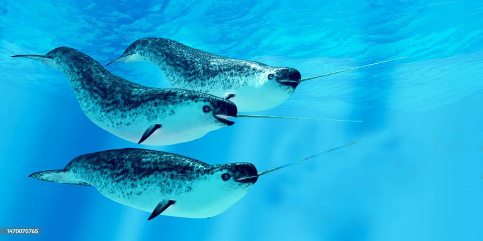 Narwhal whales