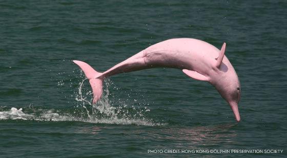 Pink Dolphin