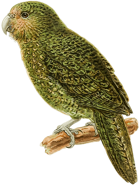 kakapo