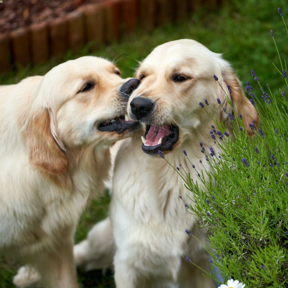 Golden Retrievers