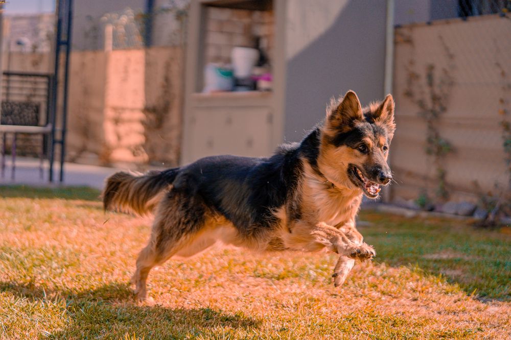 German Shepherds