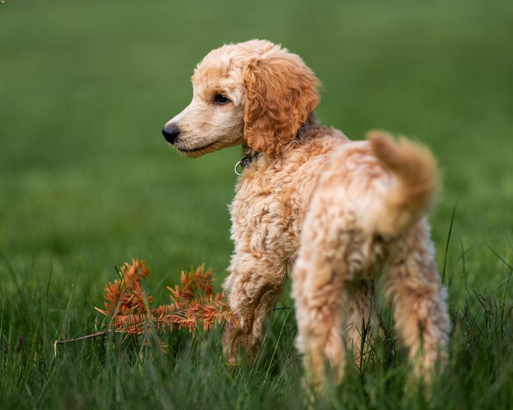 Cocker Spaniels