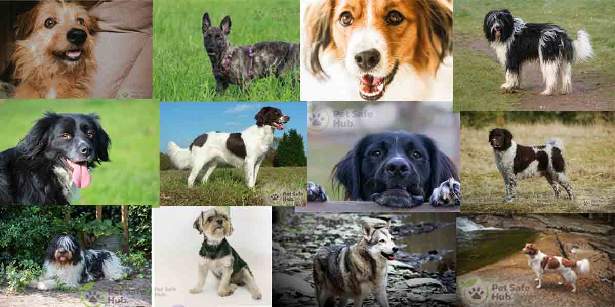 Dutch Dog Breeds