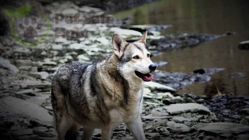 Saarloos Wolfdog