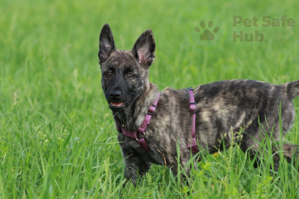 Dutch Shepherd, Dutch Dogs Breeds