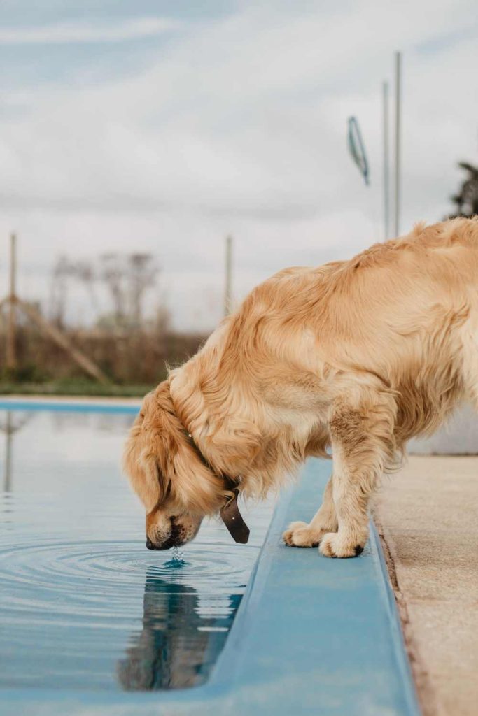 Drinking Dog