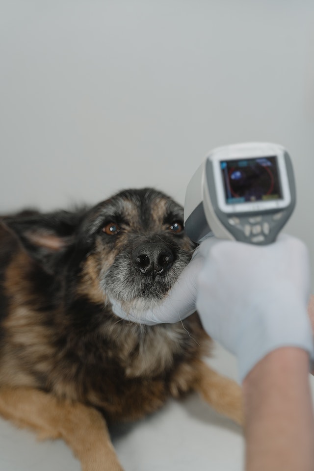 Dog's Temperature