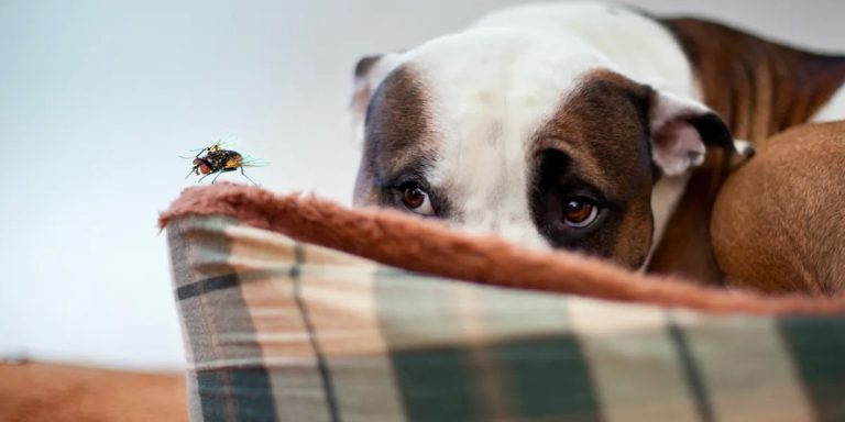 Why Is My Dog Afraid Of Flies? 10 Reasons And Amazing Solutions