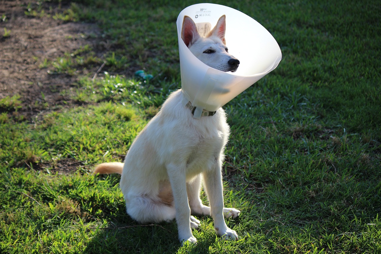 Can A Dog Wear A Cone In A Crate? Unraveling the Mystery