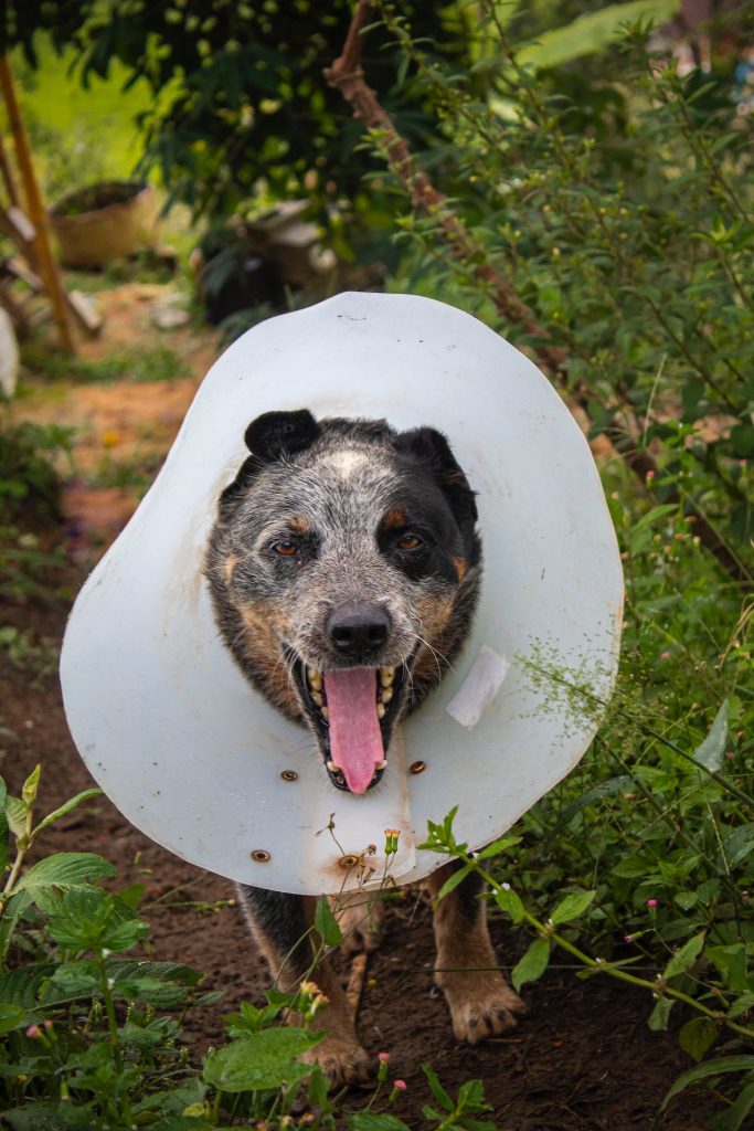 Elizabethan collar