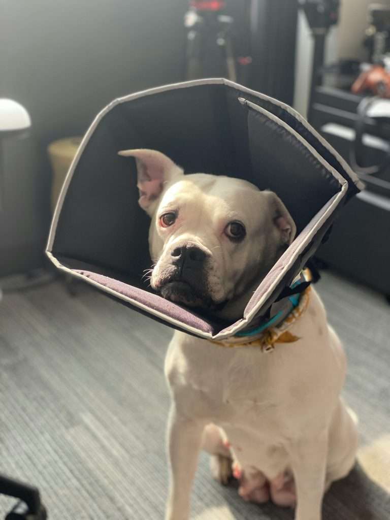 Can I leave my dog alone with a cone on?