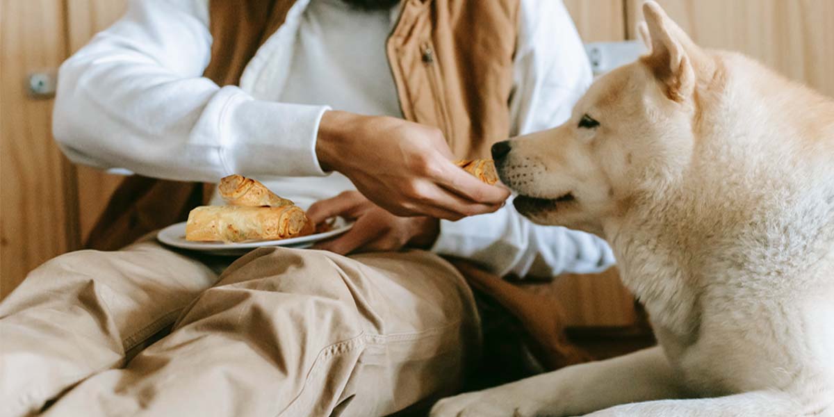 Can Dogs Have Egg Rolls? Unraveling the Canine Cuisine Dilemma