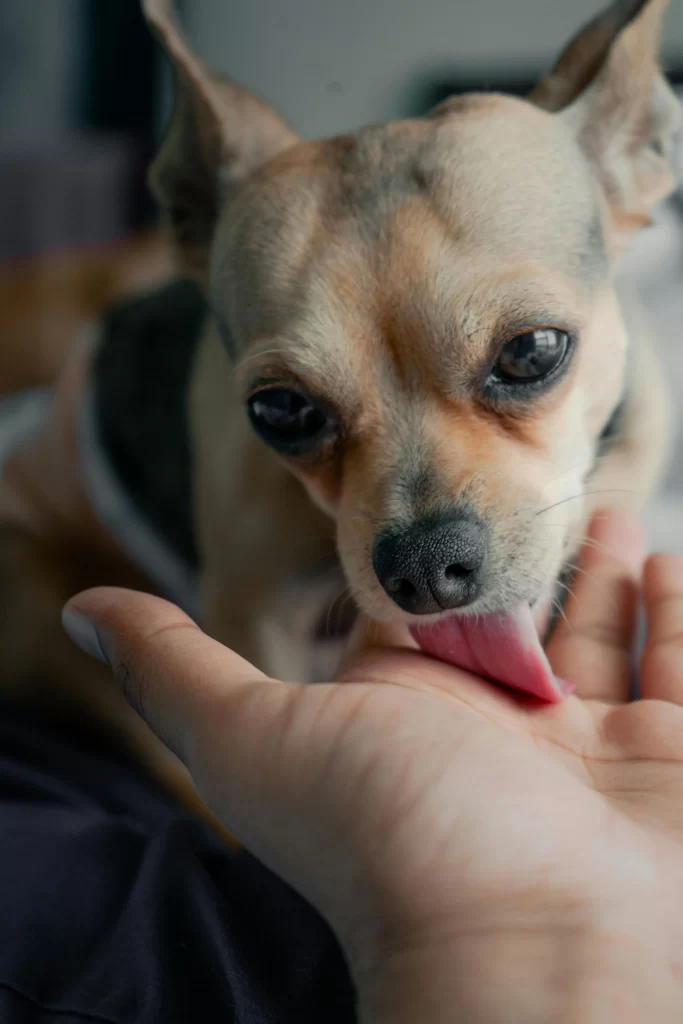 Dogs can be comforting and relieving when they lick their owner's hands